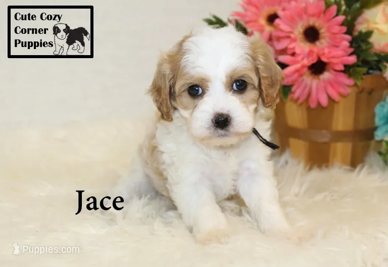 F1 Jace – Cavapoo puppy for sale in Taylorsville, NC