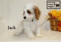 F1 Jack, a male Cavapoo for sale in Taylorsville, NC – 6 of 8