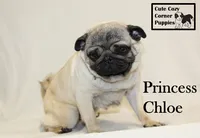 AKC Princess Chloe, a female Pug for sale in Taylorsville, NC – 4 of 8