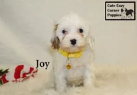 F1 Joy, a female Cavapoo for sale in Taylorsville, NC – 5 of 10