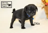 AKC Otis, a male Pug for sale in Taylorsville, NC – 1 of 9