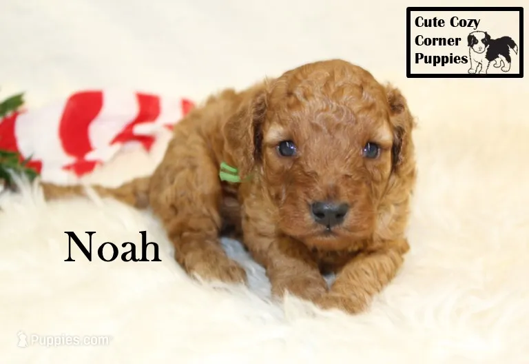 F1B Noah – Cavapoo puppy for sale in Taylorsville, NC