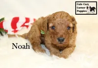 F1B Noah, a male Cavapoo for sale in Taylorsville, NC – 1 of 6
