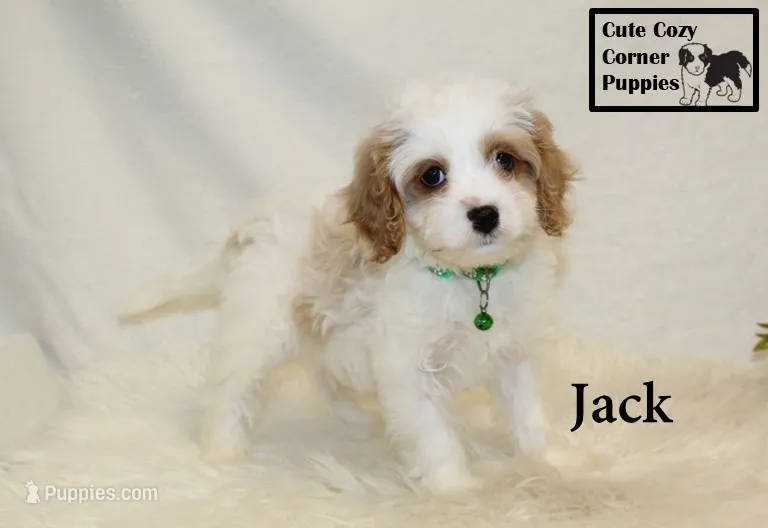 F1 Jack – Cavapoo puppy for sale in Taylorsville, NC
