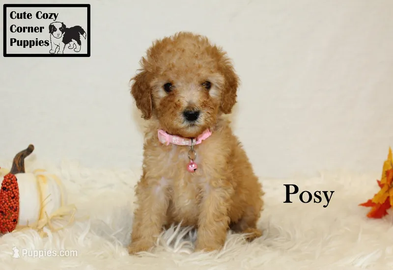 AKC Posy – Poodle - Miniature  puppy for sale in Taylorsville, NC
