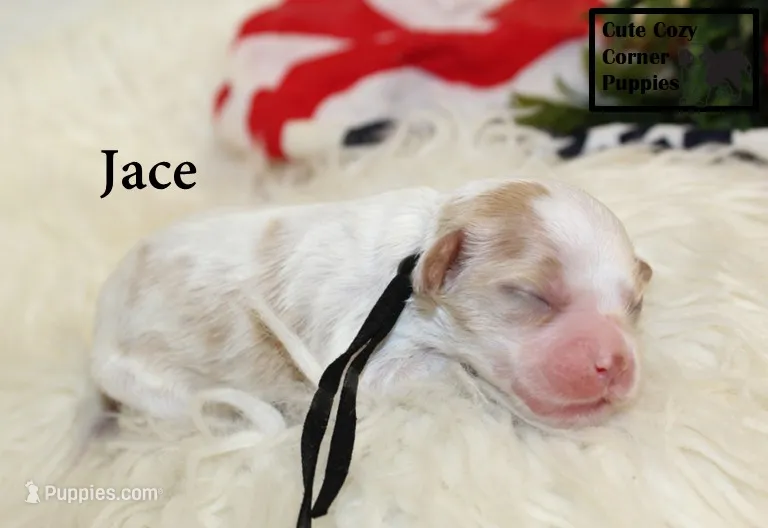 F1 Jace – Cavapoo puppy for sale in Taylorsville, NC