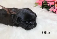 AKC Otto, a male Pug for sale in Taylorsville, NC – 5 of 5