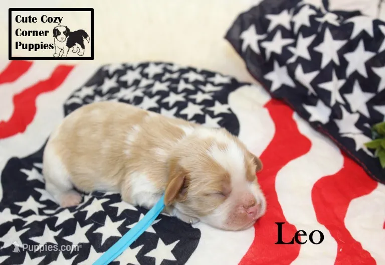 AKC Leo – Cavalier King Charles Spaniel puppy on hold in Taylorsville, NC