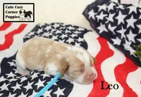 AKC Leo, a male Cavalier King Charles Spaniel for sale in Taylorsville, NC – 1 of 9