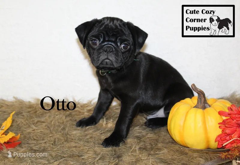 AKC Otto – Pug puppy for sale in Taylorsville, NC