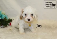 F1 Joy, a female Cavapoo for sale in Taylorsville, NC – 3 of 10