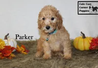 AKC Parker, a male Poodle - Miniature  for sale in Taylorsville, NC – 7 of 8