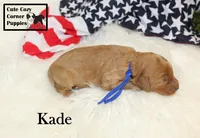 F1B Kade, a male Cavapoo for sale in Taylorsville, NC – 4 of 10
