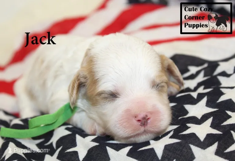 F1 Jack – Cavapoo puppy for sale in Taylorsville, NC
