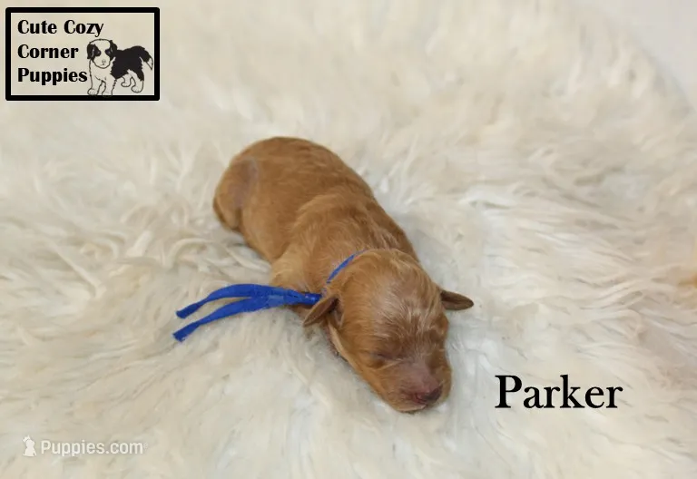 AKC Parker – Poodle - Miniature  puppy for sale in Taylorsville, NC