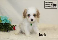 F1 Jack, a male Cavapoo for sale in Taylorsville, NC – 9 of 10