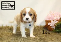 AKC Leo, a male Cavalier King Charles Spaniel for sale in Taylorsville, NC – 2 of 10