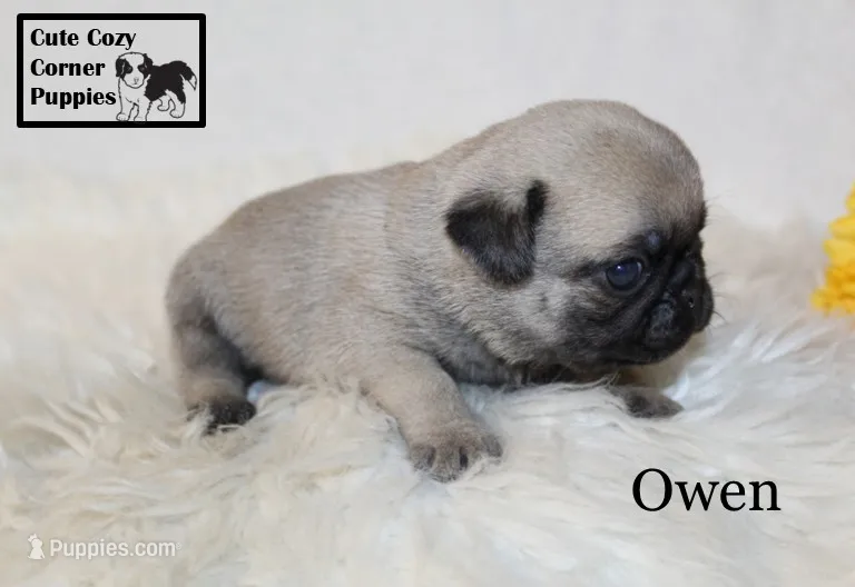 AKC Owen – Pug puppy for sale in Taylorsville, NC