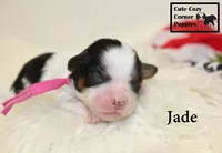 F1 Jade, a female Cavapoo for sale in Taylorsville, NC – 3 of 7