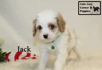F1 Jack, a male Cavapoo for sale in Taylorsville, NC – 7 of 10