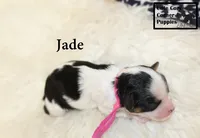F1 Jade, a female Cavapoo for sale in Taylorsville, NC – 7 of 7