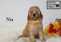 F1B Nix, a male Cavapoo for sale in Taylorsville, NC – 8 of 9