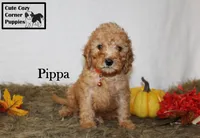 AKC Pippa, a female Poodle - Miniature  for sale in Taylorsville, NC – 8 of 8