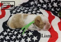 AKC Liam, a male Cavalier King Charles Spaniel for sale in Taylorsville, NC – 1 of 9