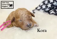 F1B Kora, a female Cavapoo for sale in Taylorsville, NC – 5 of 9