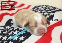 AKC Leo, a male Cavalier King Charles Spaniel for sale in Taylorsville, NC – 7 of 9