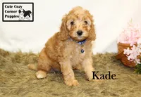 F1B Kade, a male Cavapoo for sale in Taylorsville, NC – 2 of 10