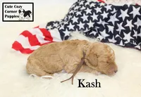 F1B Kash , a male Cavapoo for sale in Taylorsville, NC – 8 of 10