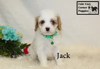 F1 Jack, a male Cavapoo for sale in Taylorsville, NC – 2 of 10