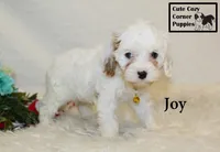F1 Joy, a female Cavapoo for sale in Taylorsville, NC – 8 of 10