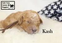 F1B Kash , a male Cavapoo for sale in Taylorsville, NC – 7 of 10