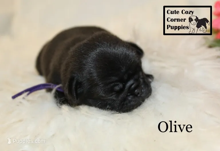 AKC Olive – Pug puppy for sale in Taylorsville, NC