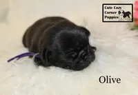 AKC Olive, a female Pug for sale in Taylorsville, NC – 1 of 7