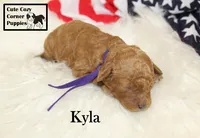 F1B Kyla, a female Cavapoo for sale in Taylorsville, NC – 7 of 9