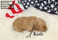 F1B Kash , a male Cavapoo for sale in Taylorsville, NC – 6 of 10