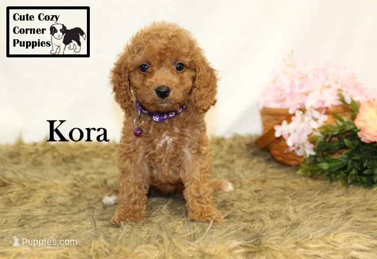F1B Kora – Cavapoo puppy for sale in Taylorsville, NC