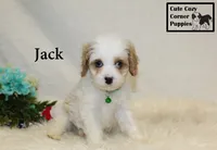 F1 Jack, a male Cavapoo for sale in Taylorsville, NC – 4 of 10