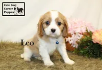 AKC Leo, a male Cavalier King Charles Spaniel for sale in Taylorsville, NC – 5 of 10