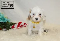 F1 Joy, a female Cavapoo for sale in Taylorsville, NC – 6 of 10