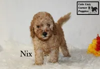 F1B Nix, a male Cavapoo for sale in Taylorsville, NC – 9 of 9