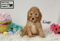 AKC Gage, a male Poodle - Miniature  for sale in Taylorsville, NC – Photo 4 of 10