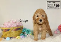 AKC Gage, a male Poodle - Miniature  for sale in Taylorsville, NC – Photo 8 of 10