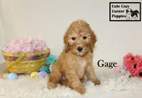 AKC Gage, a male Poodle - Miniature  for sale in Taylorsville, NC – Photo 9 of 10