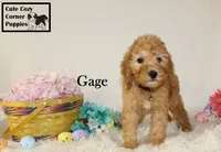 AKC Gage, a male Poodle - Miniature  for sale in Taylorsville, NC – Photo 7 of 10