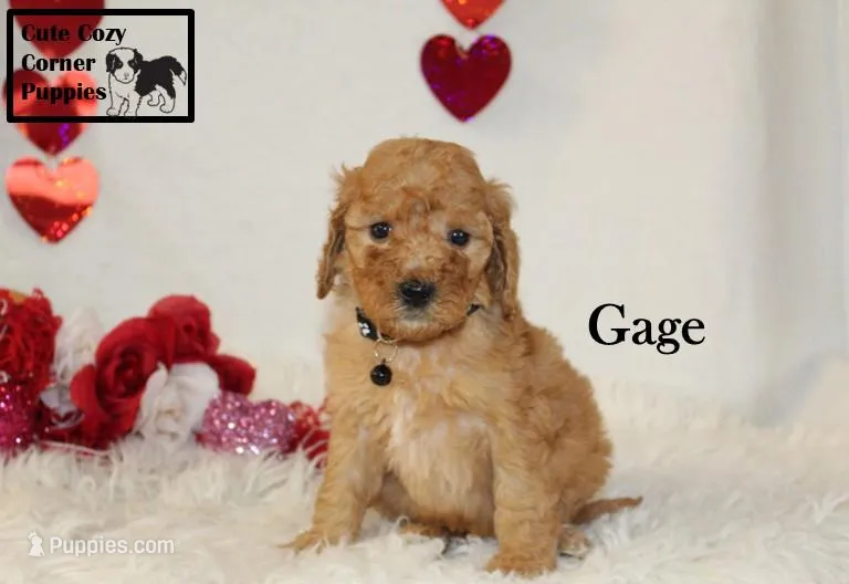 AKC Gage