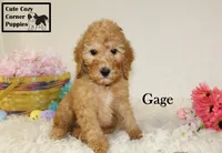 AKC Gage, a male Poodle - Miniature  for sale in Taylorsville, NC – Photo 10 of 10